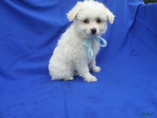 Pomapoo dogs Carter - Ad 10