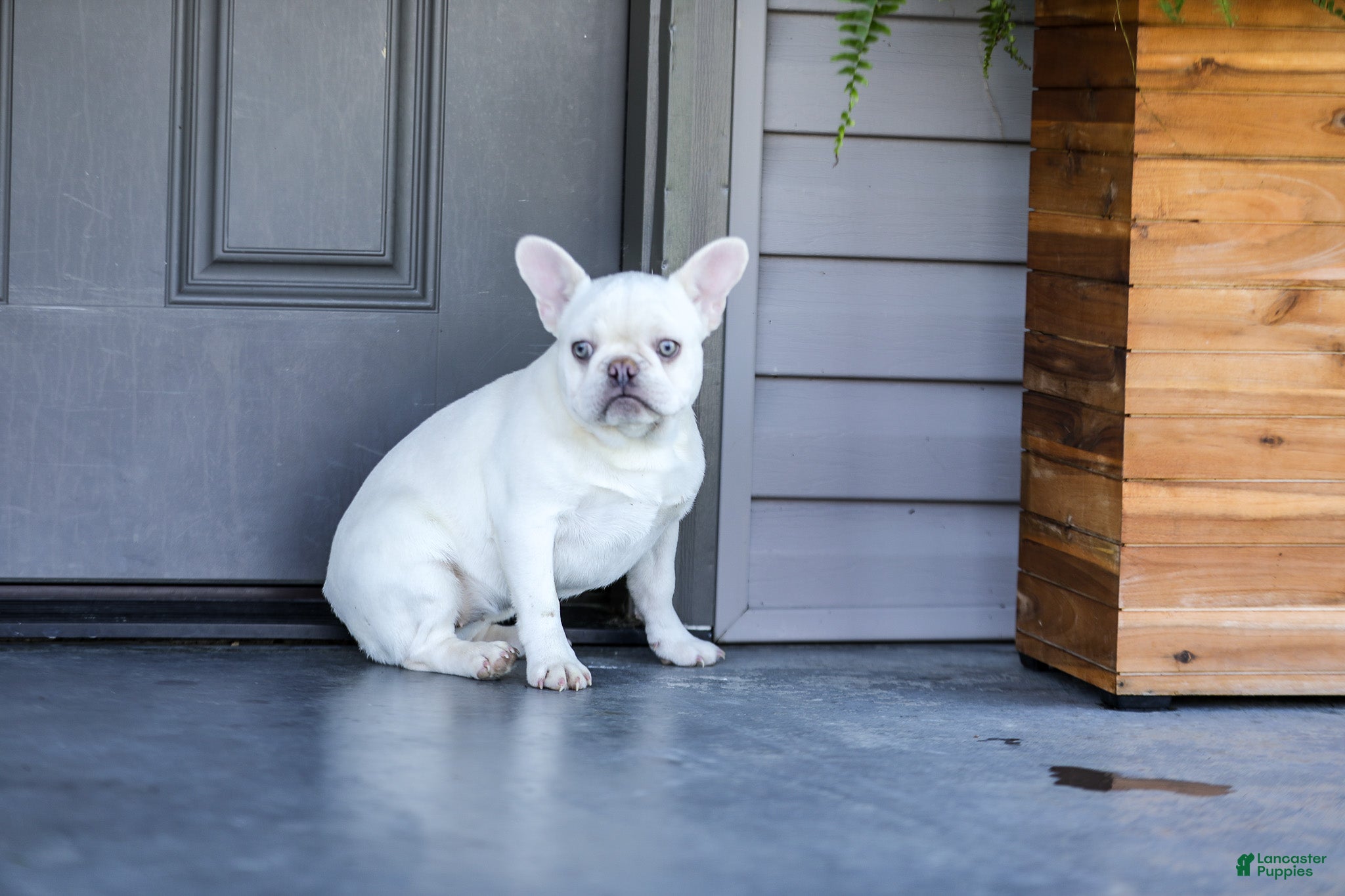 French Bulldog dogs for sale: Dora - Ad 5