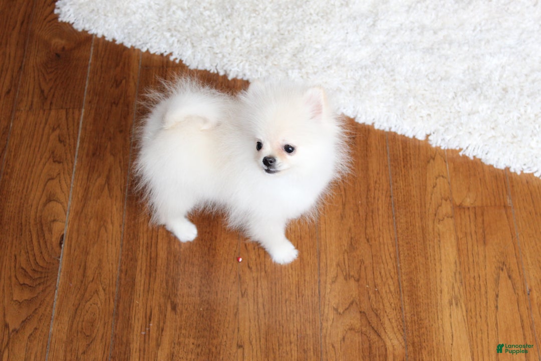 Pomeranian dogs for sale: Teacup Tony - Ad 13