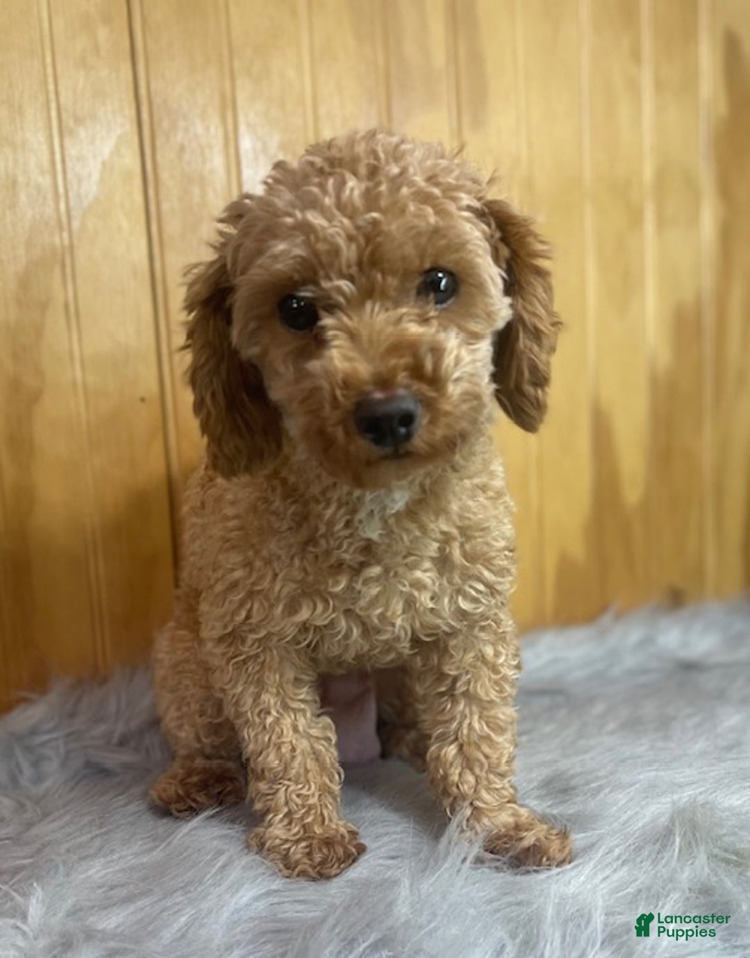 Yorkiepoo dogs for sale: Yorkiepoo Puppy 2 - Ad 4