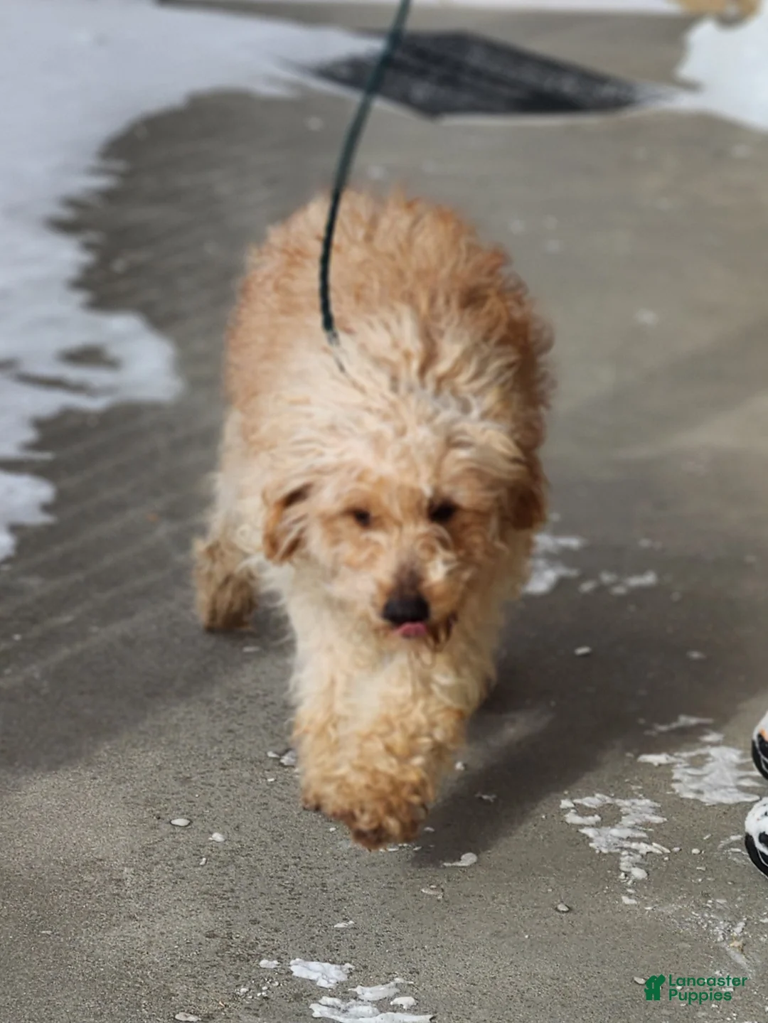 Mini Goldendoodle dogs for sale: Lenny - Ad 4