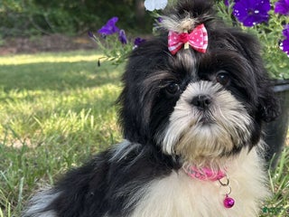 Shih Tzu dogs - Ad 28