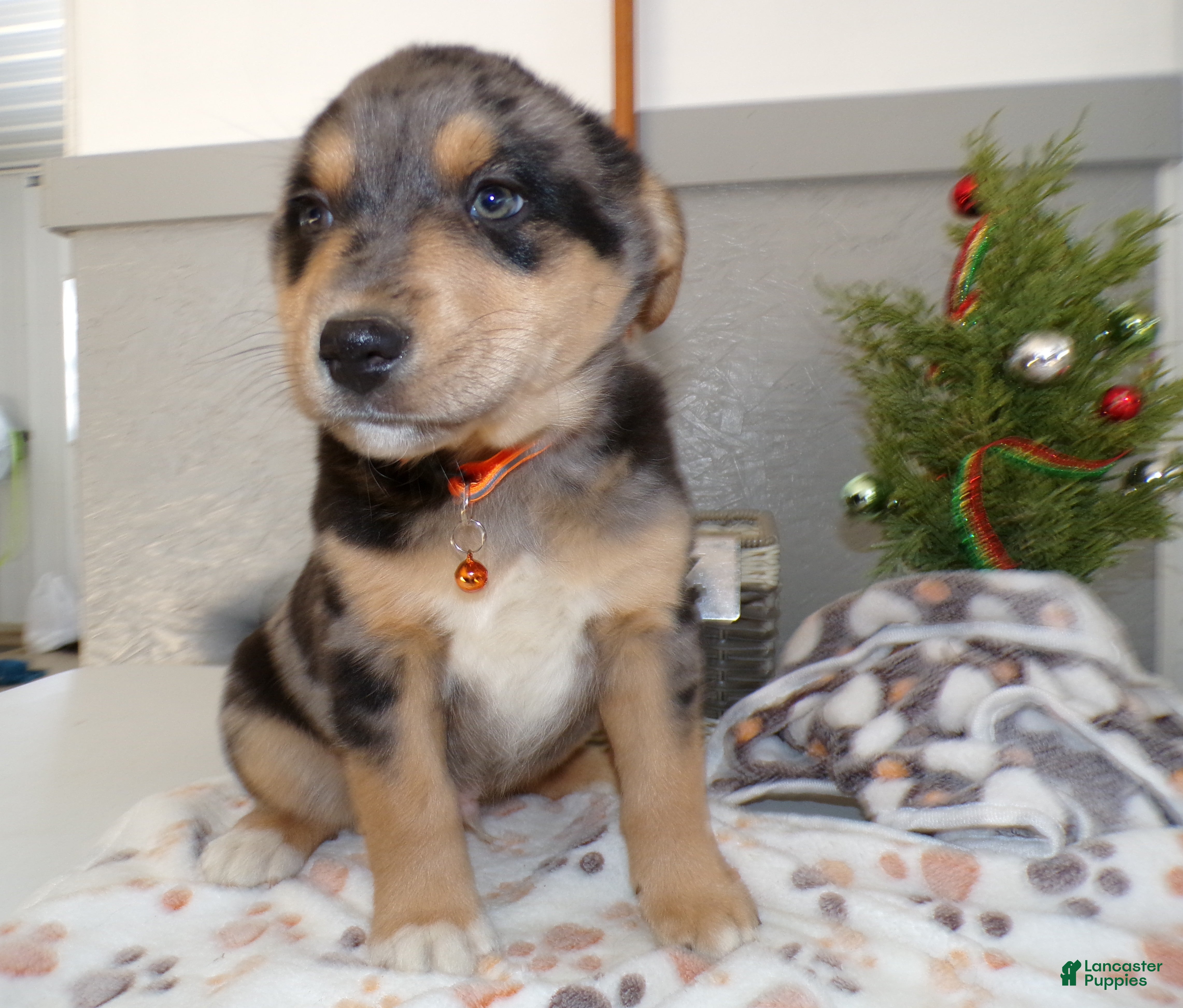 Mixed Breed dogs Mixed Breed Puppy 4 Roddy - Ad 23