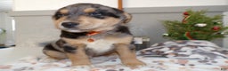 Mixed Breed dogs for sale: Mixed Breed Puppy 4 Roddy - Ad 1