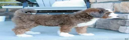 Bernedoodle dogs for sale: Max  - Ad 9