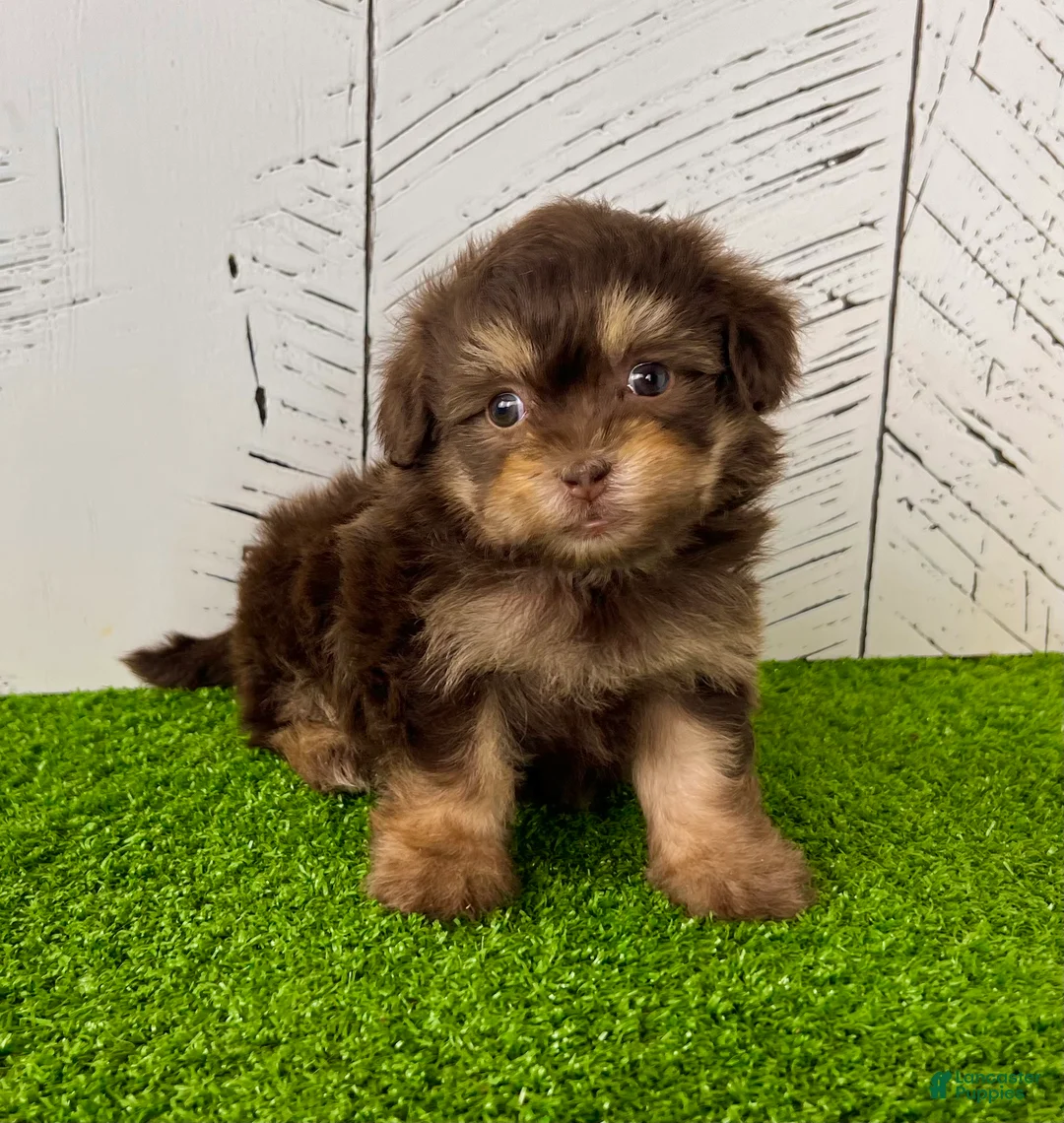 Havapoo dogs for sale: Muffin - Ad 4