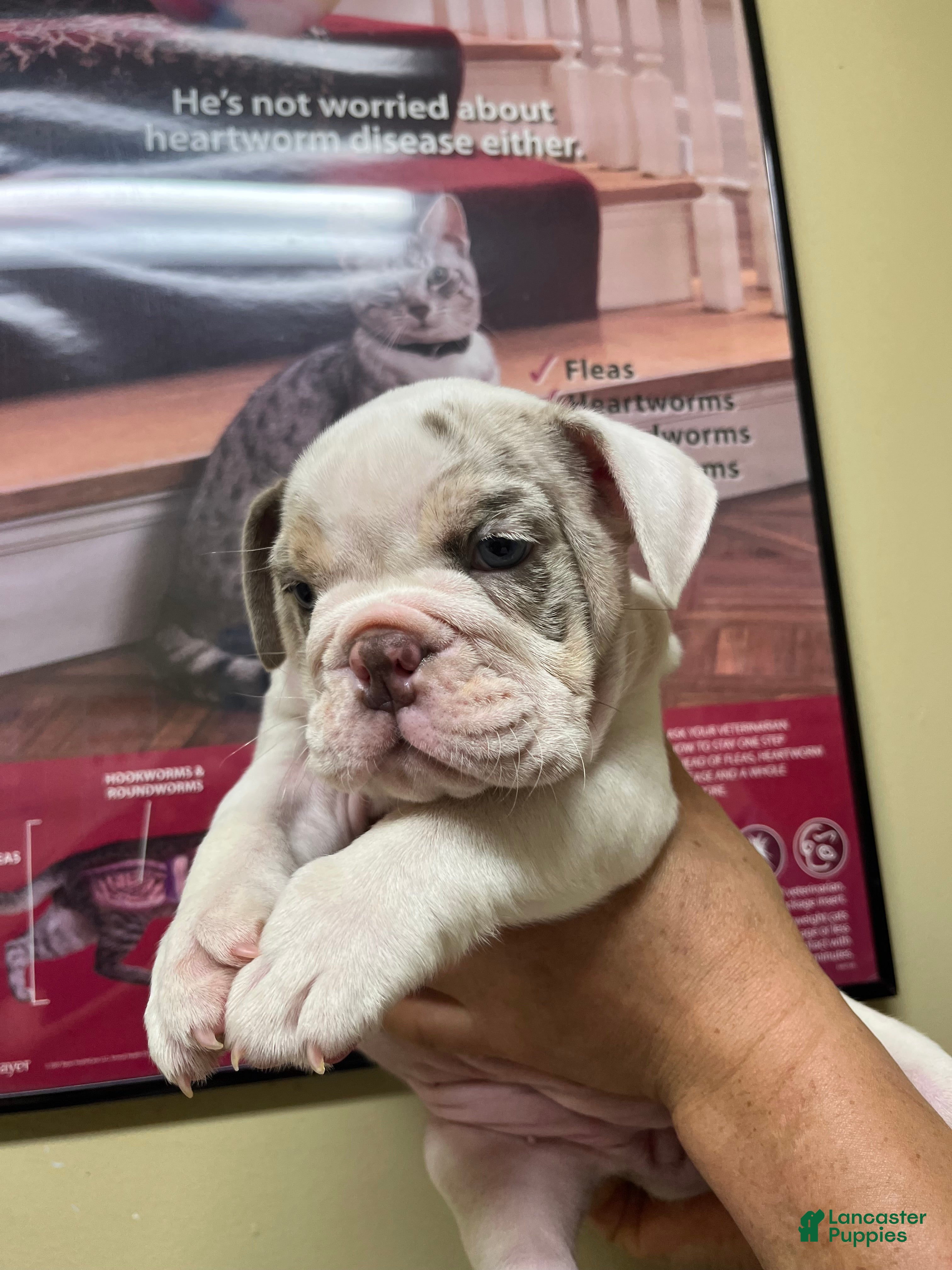 English Bulldog dogs English Bulldog 3 - Ad 2