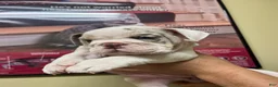 English Bulldog dogs for sale: English Bulldog 3 - Ad 2