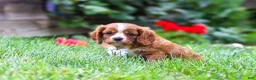 Cavalier King Charles Spaniel dogs for sale: Charlie - Ad 8