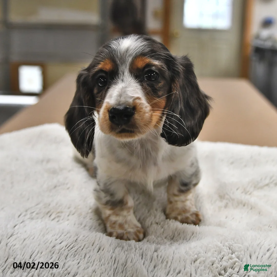 Miniature Dachshund dogs for sale: Marshmallow - Ad 1