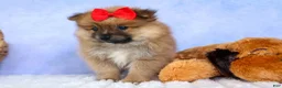 Pomeranian dogs for sale: Fabio  - Ad 12