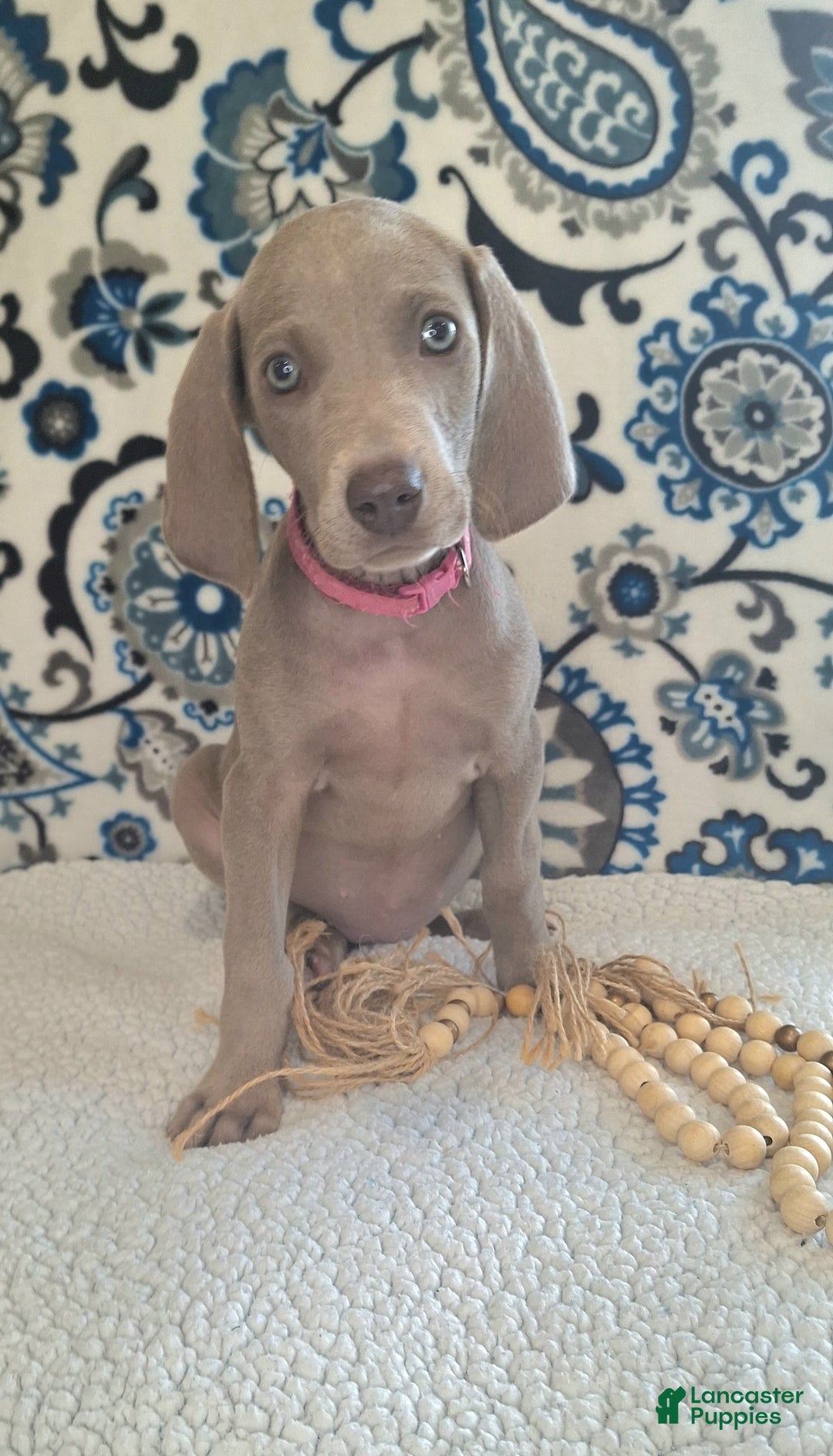 Weimaraner dogs for sale: Piper - Ad 14