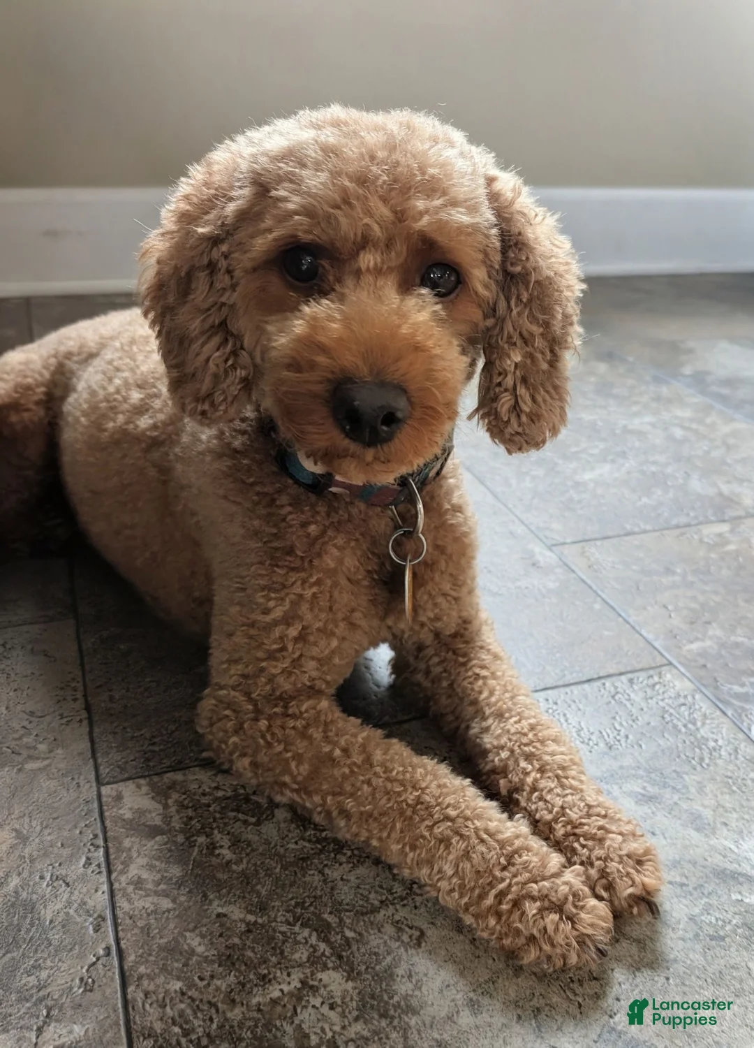 Mixed Breed dogs for sale: Louie - Ad 3