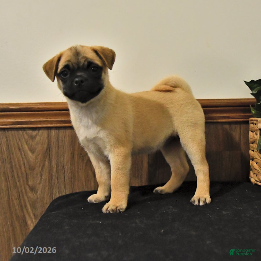 Mixed Breed dogs Daisy - Ad 1