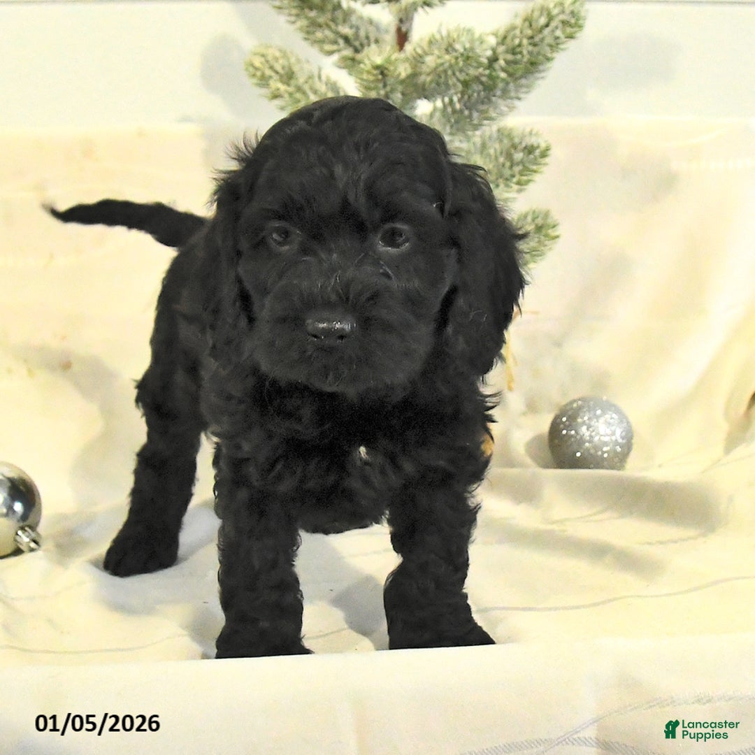 Cockapoo dogs for sale: Bruce - Ad 3