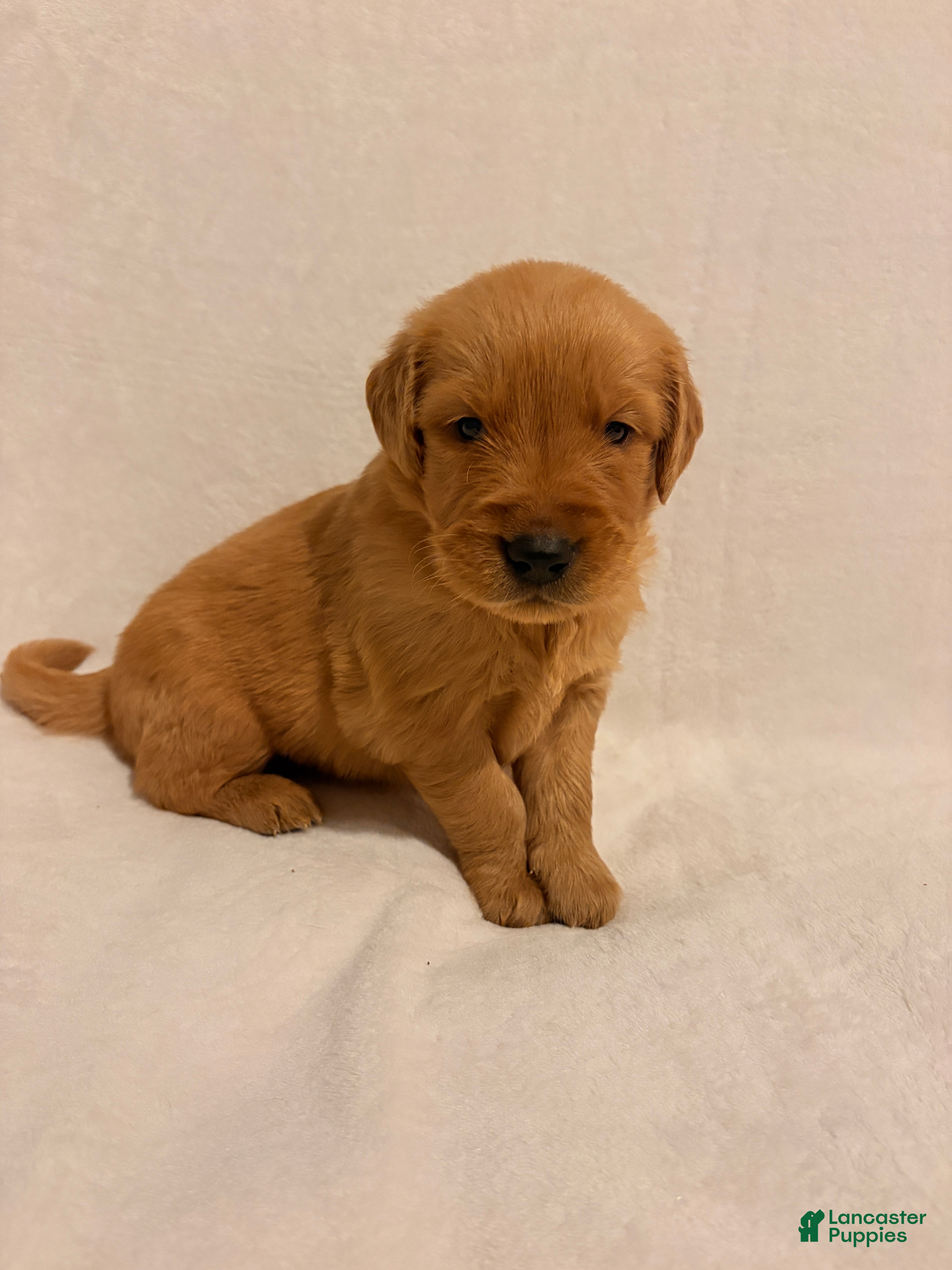 Golden Retriever dogs for sale: Golden Retriever 5 - Ad 4
