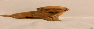 Golden Retriever 5