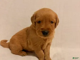 Golden Retriever dogs Golden Retriever 5 - Ad 6