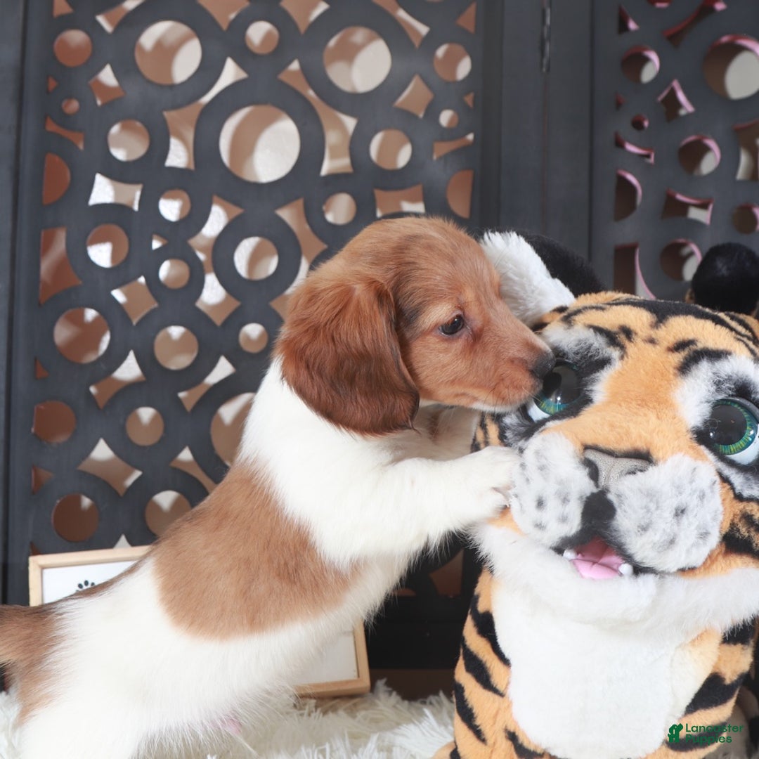 Miniature Dachshund dogs for sale: Miniature Dachshund Blaze - Ad 5