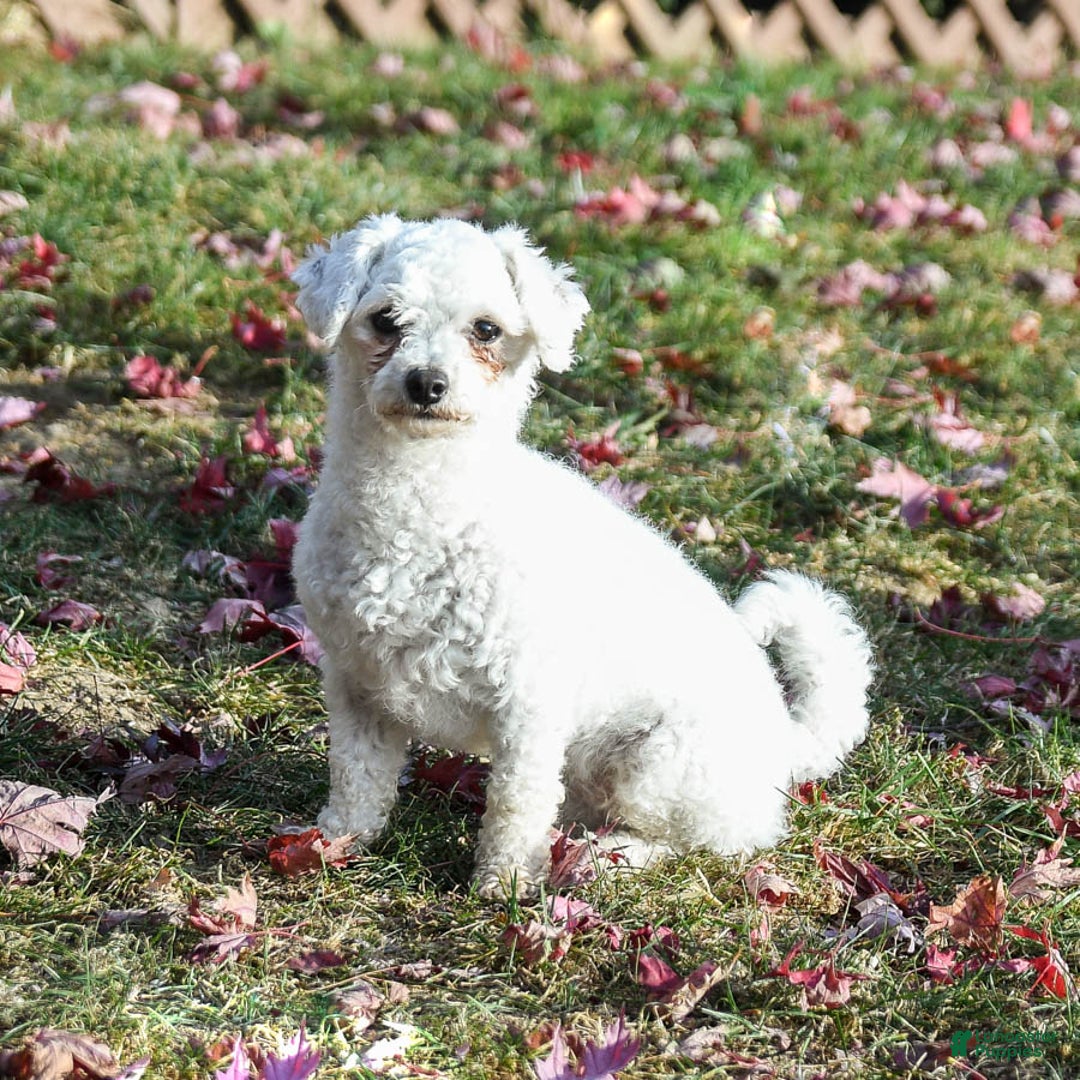 Bichpoo dogs for sale: Tulip - Ad 11