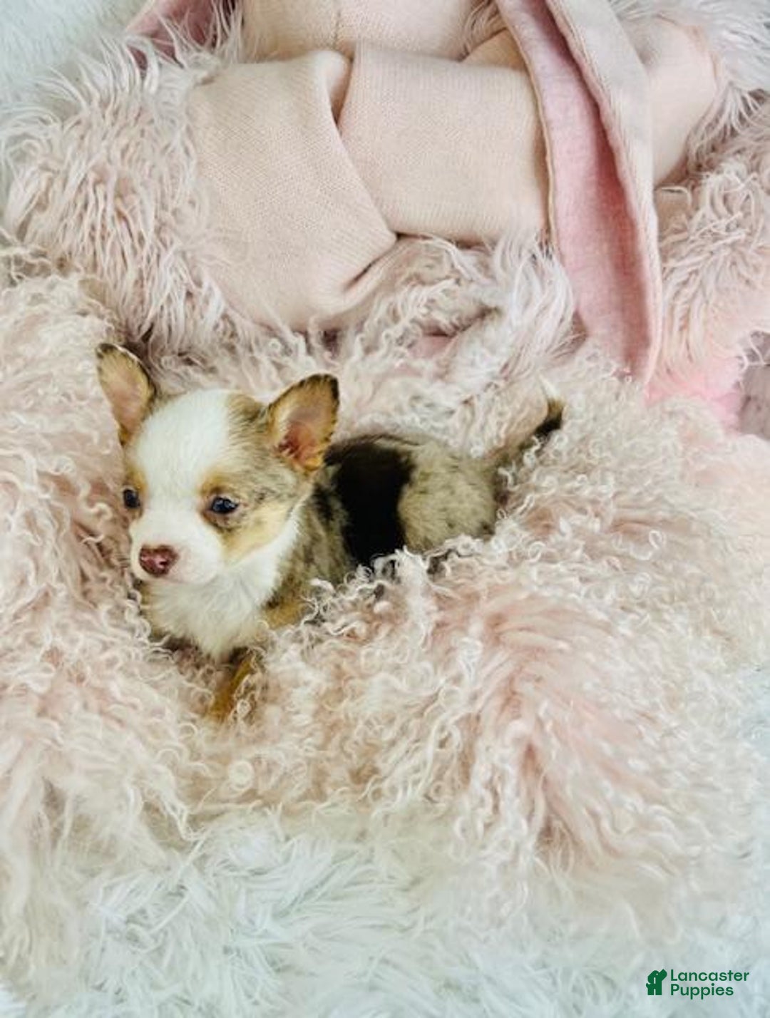 Chihuahua dogs for sale: Teacup Chihuahua Puppy 1 - Ad 2