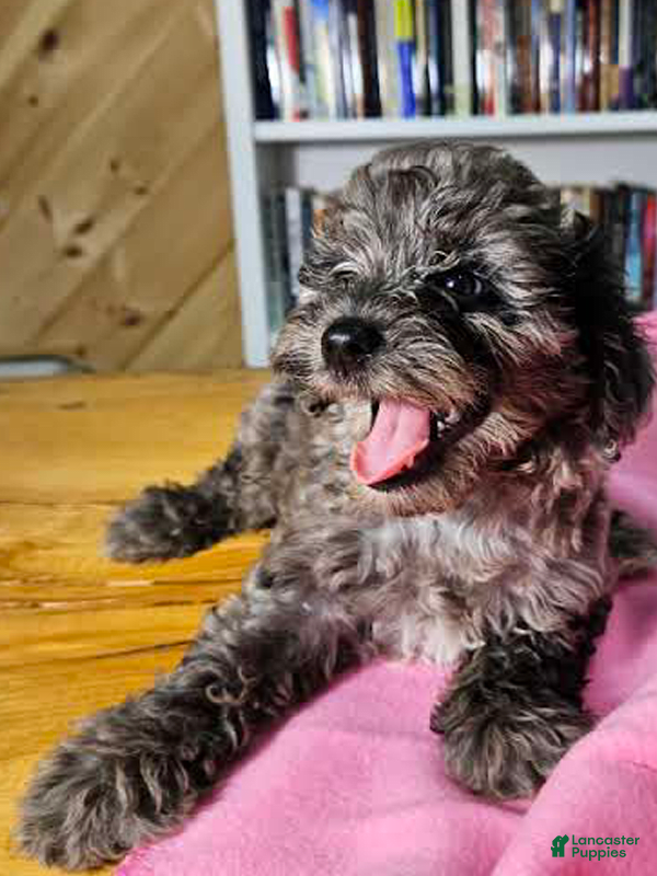 Mixed Breed dogs Speckles - Ad 1