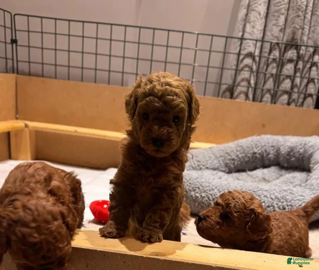 Maltipoo dogs for sale: Maya - Ad 11