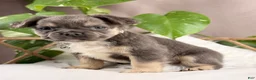 French Bulldog dogs for sale: Milo - Ad 4