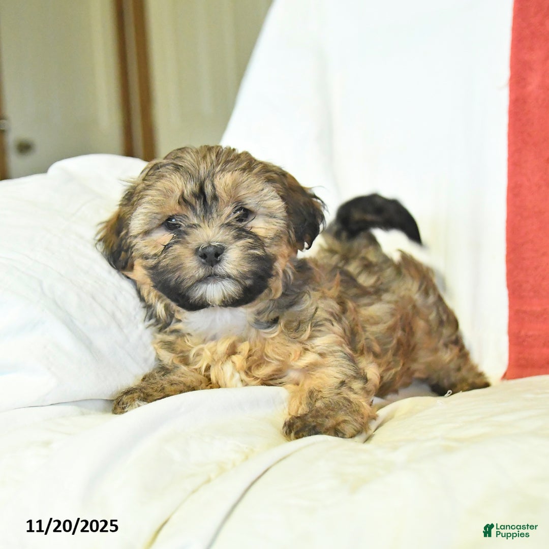 Shorkie dogs for sale: Moon  - Ad 3