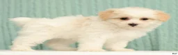 Pomapoo dogs for sale: Pixie - Ad 4