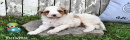 Goldendoodle dogs for sale: Scott - Ad 4