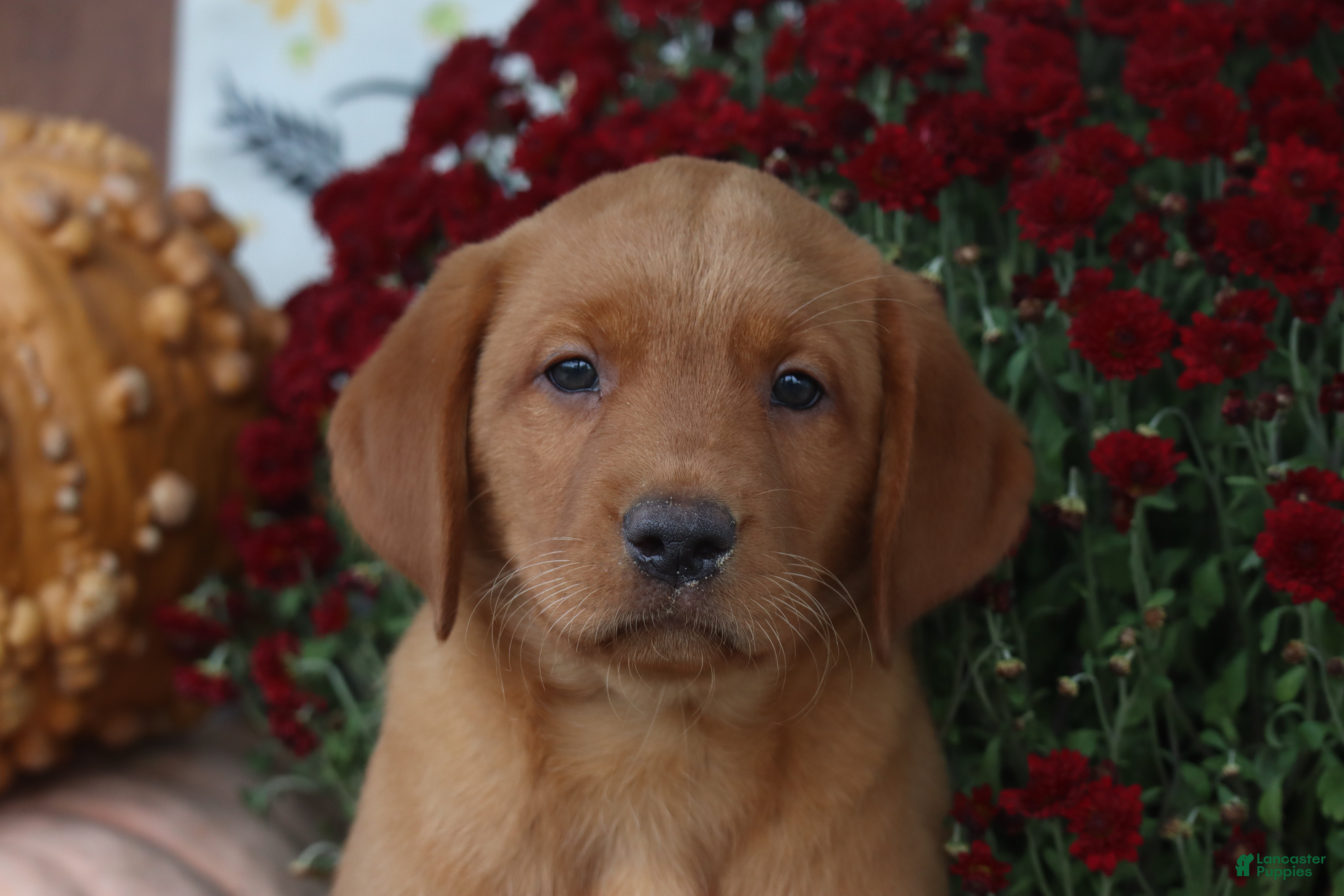 Labrador Retriever dogs Tassle - Ad 2