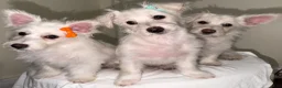 Westiepoo dogs for sale: Olaf - Ad 6