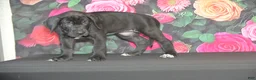 Great Dane dogs for sale: Great Dane 3 - Ad 3