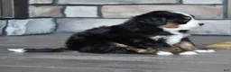 Mini Bernedoodle dogs for sale: Jodie - Ad 12
