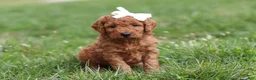 Mini Goldendoodle dogs for sale: Tasha - Ad 3