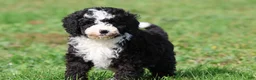 Mini Bernedoodle dogs for sale: Snoopy - Ad 4