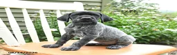 German Shorthaired Pointer dogs for sale: Remi  - Ad 3