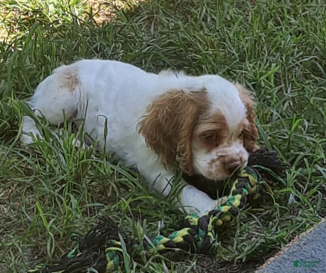 Cocker Spaniel dogs Freckles - Ad 1