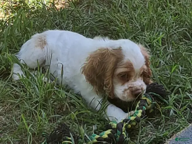 Cocker Spaniel dogs Freckles - Ad 1