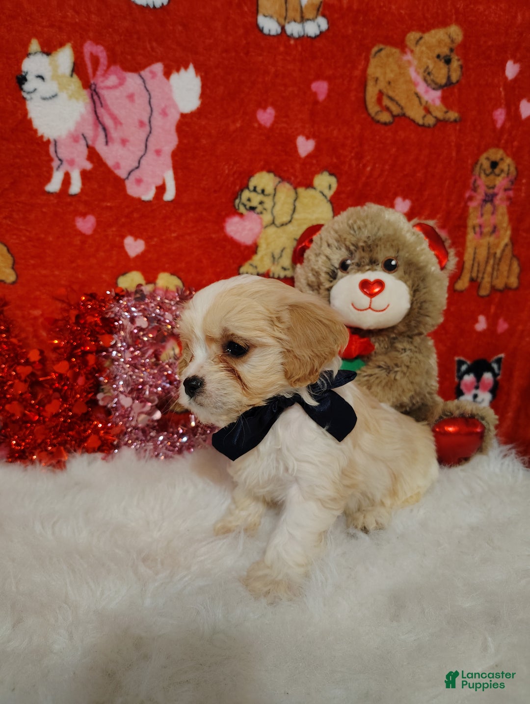 Cavapoo dogs for sale: Presley - Ad 5