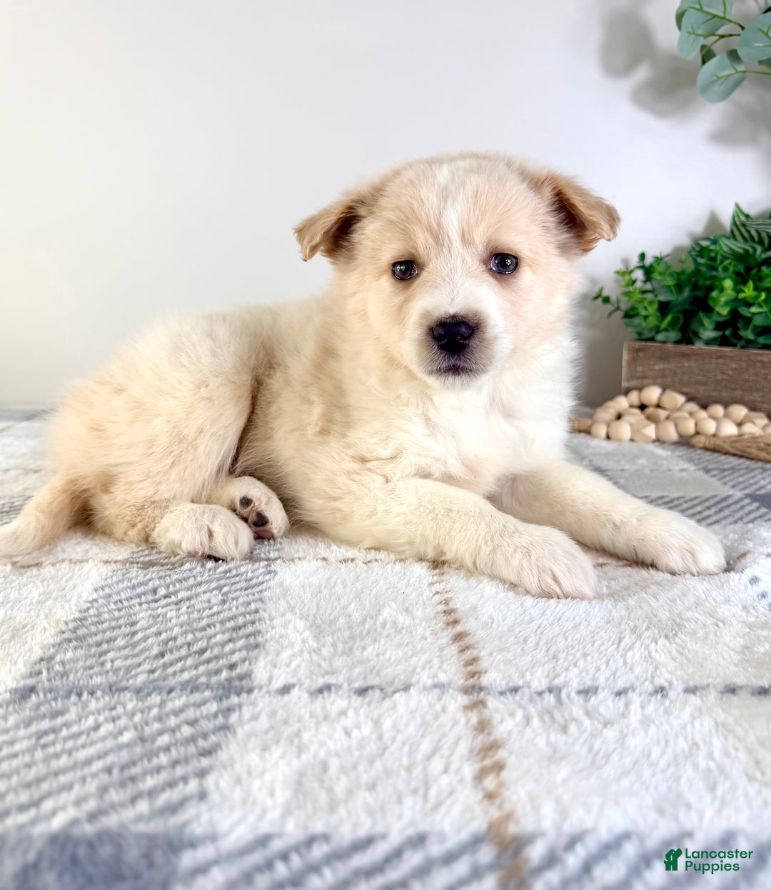 Mixed Breed dogs for sale: Honey - Ad 1