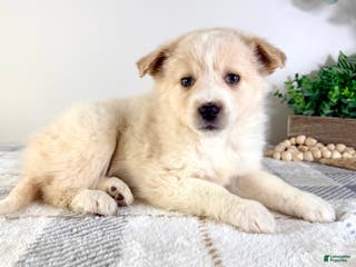 Mixed Breed dogs Honey - Ad 18