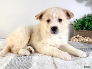 Mixed Breed dogs Honey - Ad 16