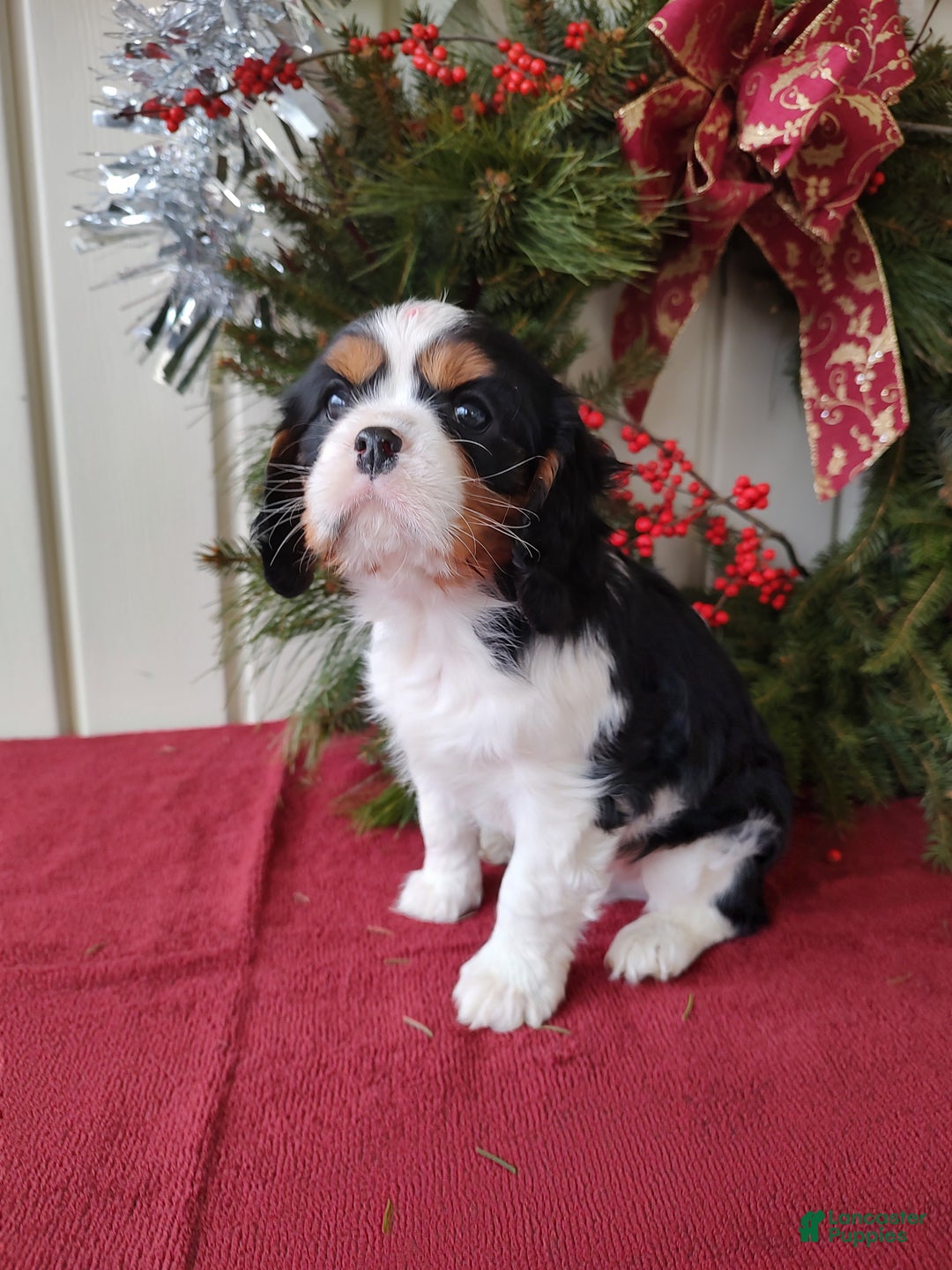 Cavalier King Charles Spaniel dogs for sale: Lance - Ad 7