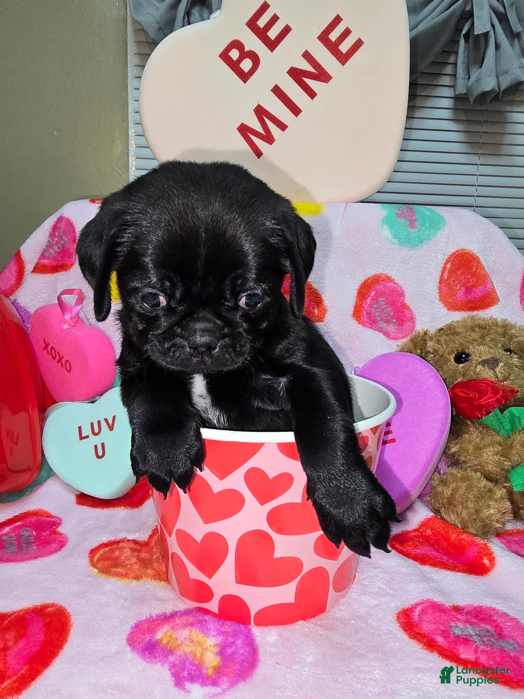 Pug dogs for sale: Zander - Ad 6