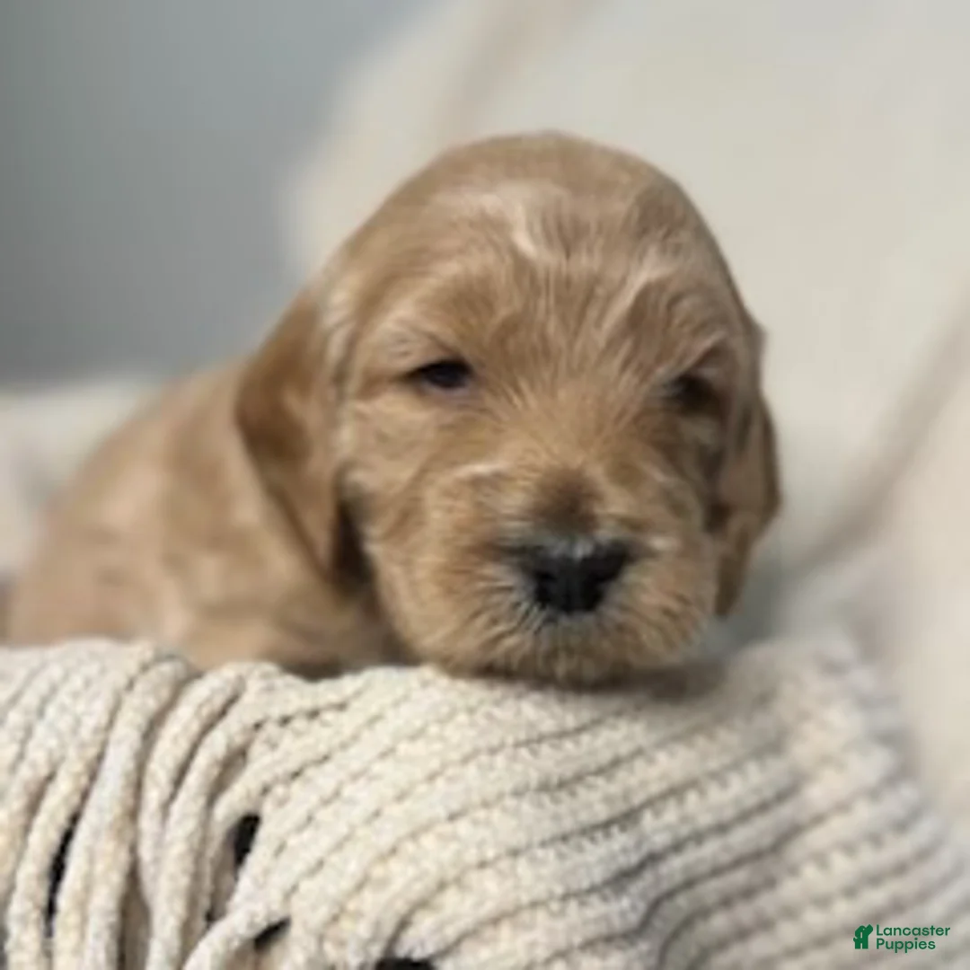 Labradoodle dogs for sale: Labradoodle Puppy 1 - Ad 1