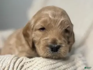 Labradoodle dogs Labradoodle Puppy 1 - Ad 22