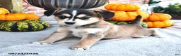 Mixed Breed dogs for sale: Skipper - Ad 4