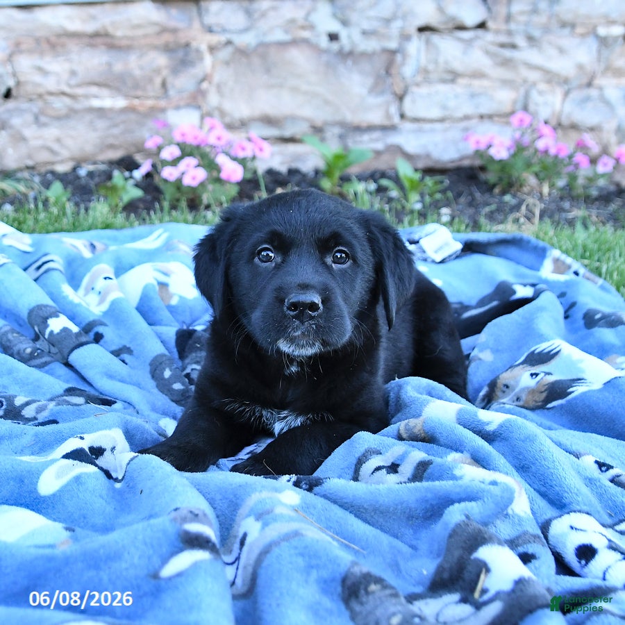 Mixed Breed dogs Beauty - Ad 1